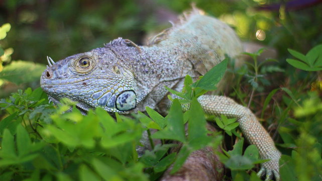 Iguana