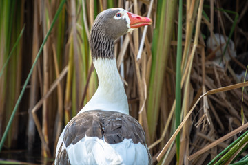 PATO CON MANCHAS CAFES