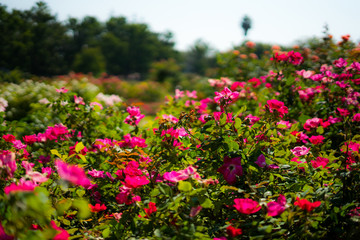 Fototapeta premium red rose in Rose Gardens