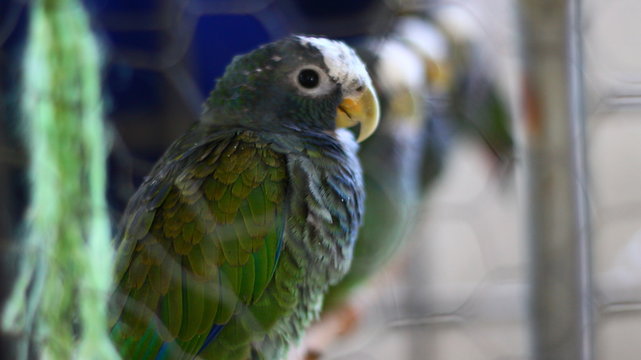 Perico