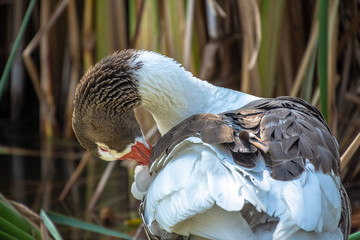 PATO CON MANCHAS CAFES