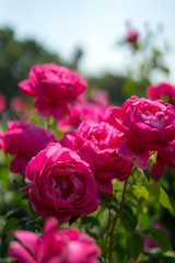 red rose in Rose Gardens