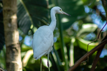 Juvenile little blue heron