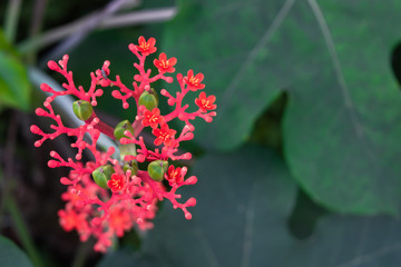 Red Flower