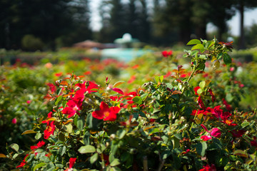 red roses blurry fountain background in  Rose Gardens