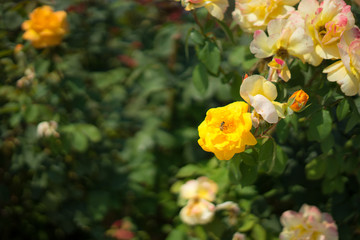 yellow roses in Rose Gardens