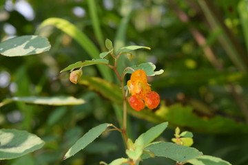 Native Pennsylvania Wildflower in Field