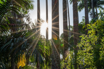 Palm Tree with sun flare