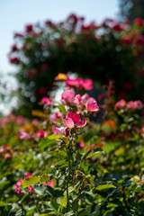 red roses and blurry rose door background in Rose Gardens