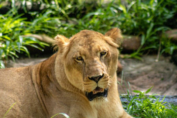 Female lion