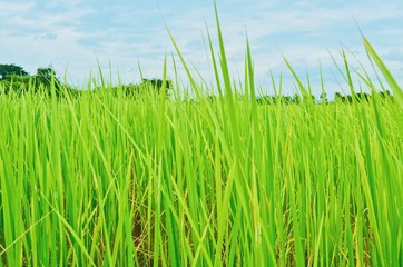 Obraz premium Rice field green grass , Thailand
