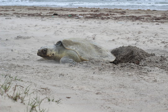 Tortuga Lora