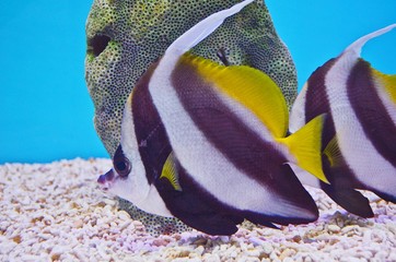 A swimming fish in a aquarium tank
