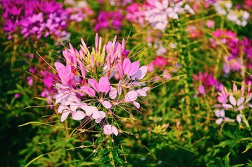 Beautiful pink flower