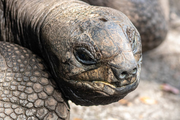 Aldabra tortoise