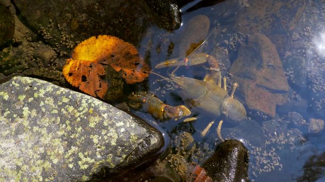 European crayfish (Astacus astacus) in forest stream