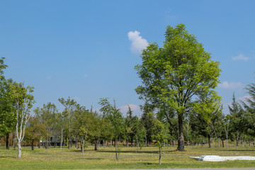 ARBOLES EN PARQUE