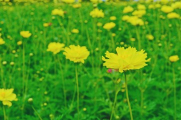 Yellow flowers field