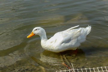 PATO BLANCO