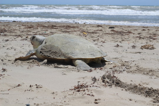 Tortuga Lora