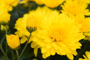 Yellow Chrysanthemum Flower and Bud 