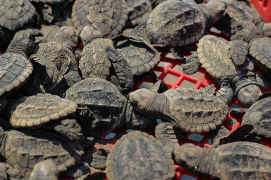Tortugas Lora beb&eacute;s
