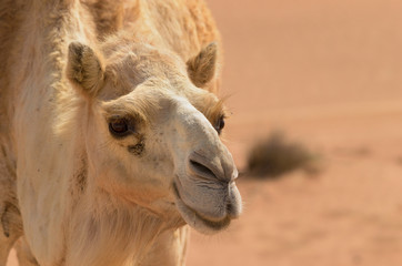 Close up of a camel walking