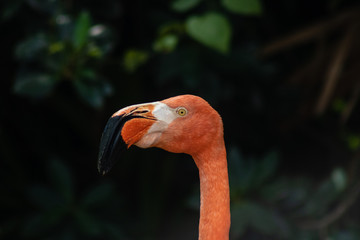Fototapeta premium Caribbean flamingo