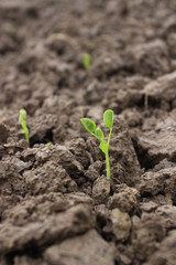 Corn seedlings grown in the soil