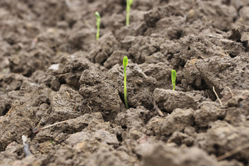 Corn seedlings grown in the soil
