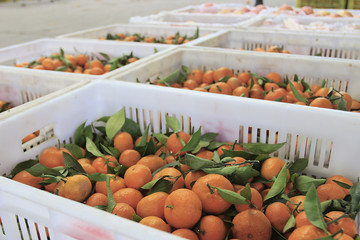 Orange basket filled with fruit baskets at the fruit market