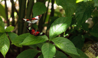 Mating dance of several Piano key butterfly Heliconius melpomene