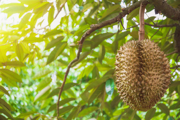 Close up fresh Durian fruit on tree in organic farm. Durians are the king of fruits of Thailand.