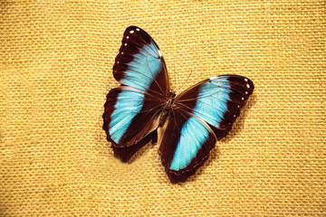 Naklejka premium Pinned blue morpho butterfly Morpho peleides