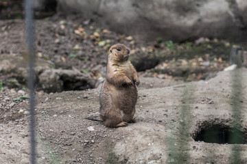 Prairie dog