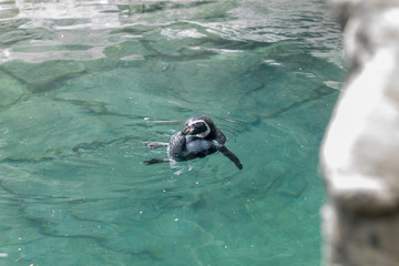 Fototapeta na wymiar Penguin