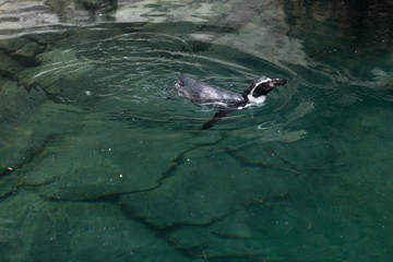 Naklejka premium Penguin