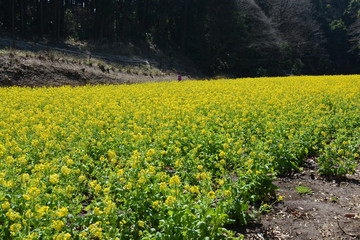 神奈川県横浜市の追分市民の森