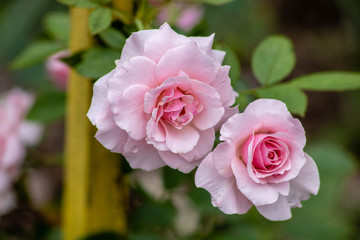 Pretty pink rose