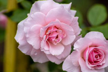 Pretty pink rose