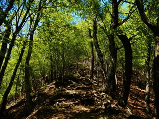 Fototapeta premium 鍋割山の山道
