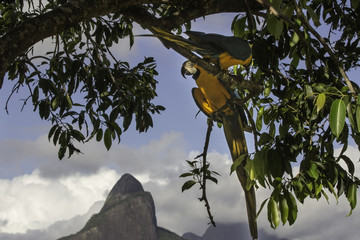 Colorful parrot on the tree in Rio de Janeiro Brazil