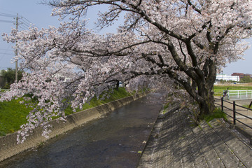 五条川の桜並木／愛知県丹羽郡大口町