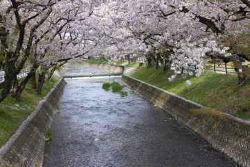 五条川の桜並木／愛知県丹羽郡大口町