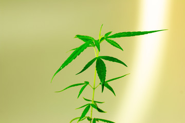 marijuana, Cannabis seedling close up on yellow light background