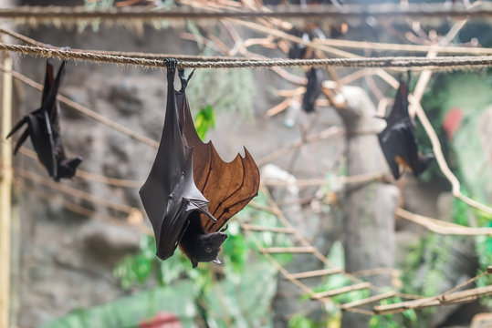 Malayan Bat (Pteropus Vampyrus) Hanging On A Rope