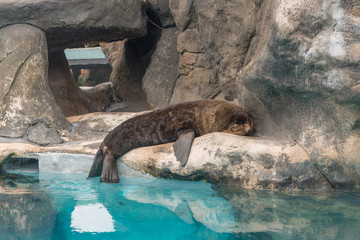 Fur Seal from South American (Arctocephalus australis)