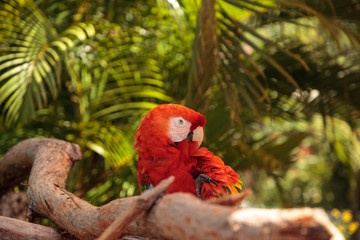Scarlet macaw parrot Ara macao