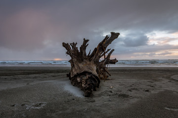 beach driftwood at sunset