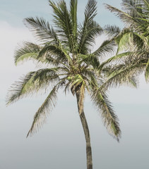 Obraz na płótnie Canvas Palm trees and a cloudy sky
